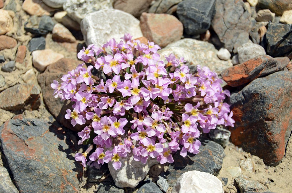 10 Pink Flowers Near Gasherbrum North Base Camp in China 